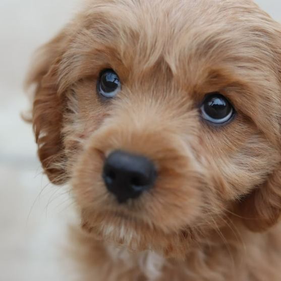 Cockapoo Puppy For Sale - Windy City Pups